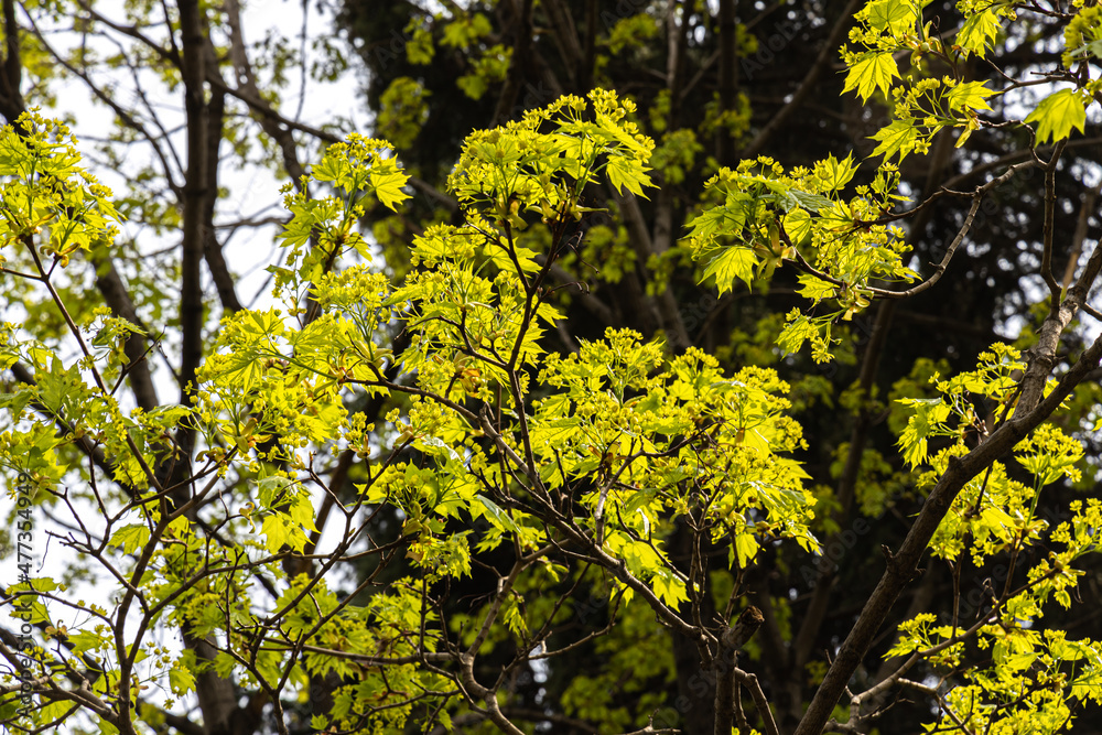 Twigs of maple tree with young green leaves and buds in spring in a park we see in the photo Twigs of maple tree with young green leaves and buds in spring in a park we see in the photo