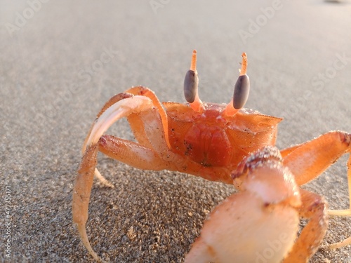 Crab