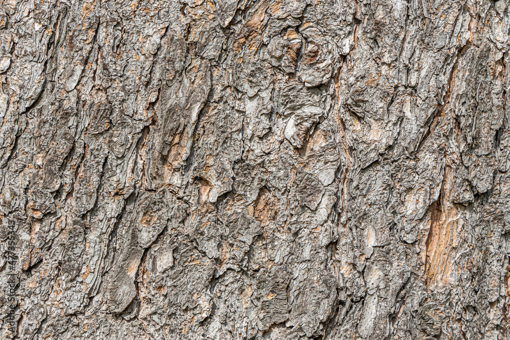 Texture of brown bark of old tree with knots and cracks is in the photo
