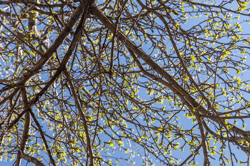 Apple branches with green fresh leaves and buds is on a blurred background in a park in spring on the blue sky background