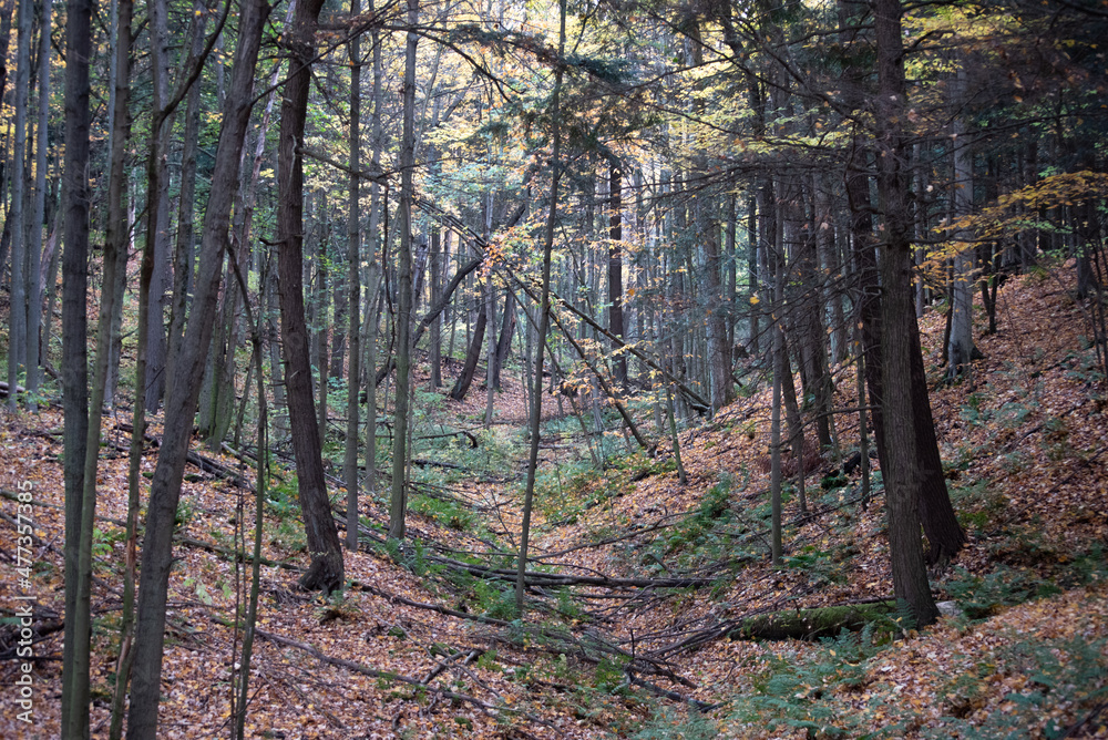 Obraz premium Beautiful forest with fallen golden leaves on ground, in fall with green grass peaking through forest ground 