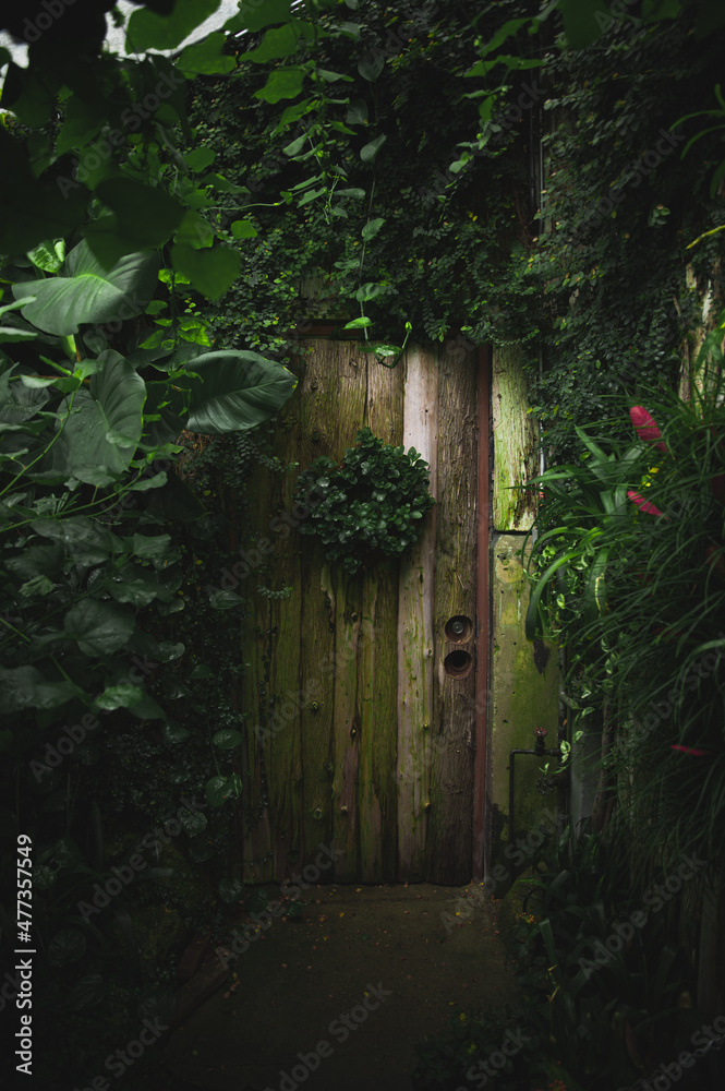 Mysterious wooden door in middle of a forest surrounded in deep green foliage Mysterious wooden door in middle of a forest surrounded in deep green foliage
