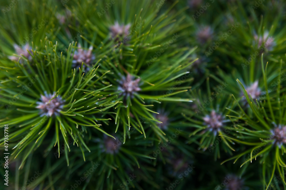 Christmas tree near. Natural background. Needles. Christmas tree near. Natural background. Needles.
