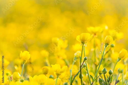 Campo di fiori gialli selvatici. Natura. Primavera. Estate. Fuori. Maggio. Italia. Vacanze photo