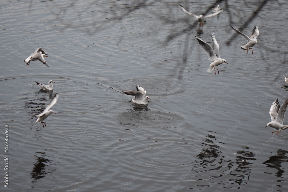 flock of seagulls