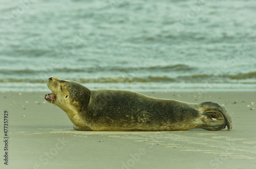 A single cute young seal laying at the beach