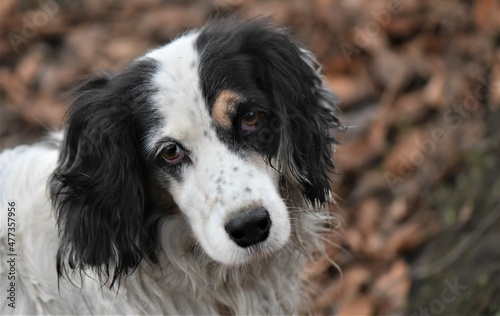 black and white dog