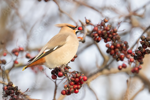 Bohemian waxwing in the rowan