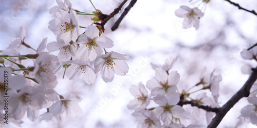 Backlit cherry blossom flowers with copy space                                                    
