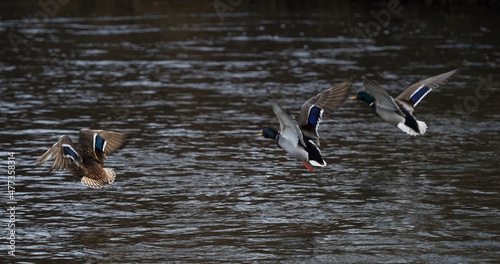 Fotografija Several ducks flying over Saale river in jena