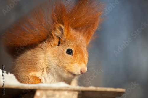 beautiful fluffy red squirrel (Sciurus vulgaris) in winter forest