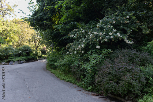 Empty Trail at Morningside Park with Green Trees and Plants in Morningside Heights of New York City during the Summer