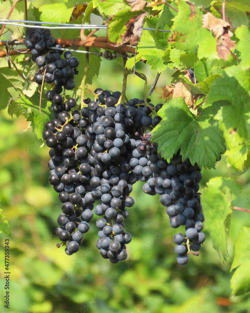 Shiraz grapes and wine leaves ART