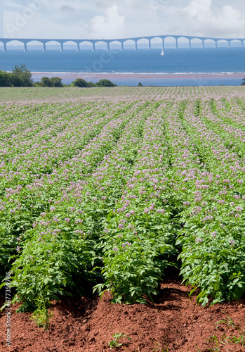 A field of flowering potatoes in front of the Confederation Bridge, in rural Prince Edward Island, Canada. photo