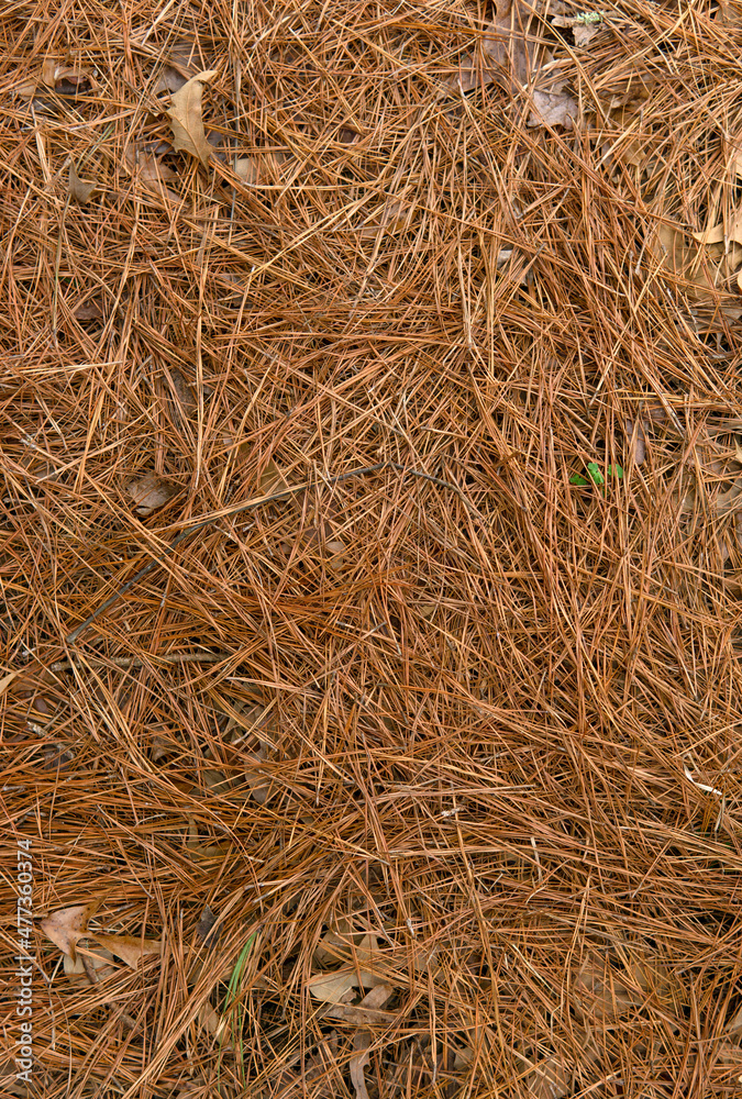 A covering of pine straw in a flower bed for winter
