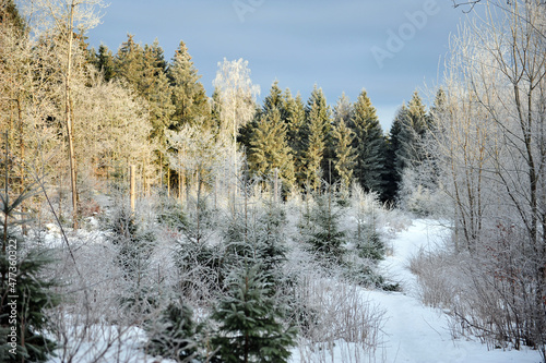 Natural forest with Christmas trees on sunny winter day. Frost covered spruces.