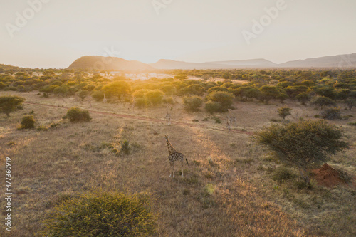 Aerial view of giraffes during safari on an early morning in Otjozondjupa region, Namibia. photo