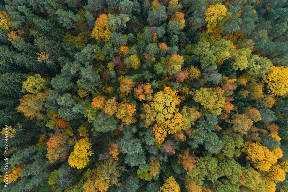 Autumn forest aerial drone view Autumn forest aerial drone view