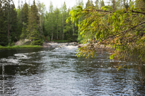 Fototapeta Naklejka Na Ścianę i Meble -  Karelian landscape. Spruce branches and still lake in the forest