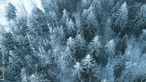 Aerial view of snow covered pine forest