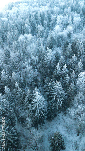 Vertical banner of pine forest from drone. Winter holidays time.Nature concept