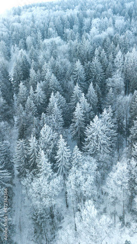 Aerial view of snow covered pine forest.Vertical banner