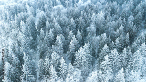 Aerial view on pine forest under the snow in winter. Nature.Landscape.Winter holidays time