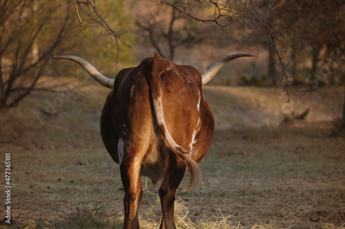 Fototapeta Naklejka Na Ścianę i Meble -  Texas longhorn cow butt while walking away through farm field.
