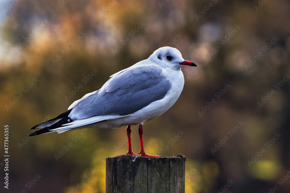 Obraz premium black headed seagull on the pole in the park near a lake