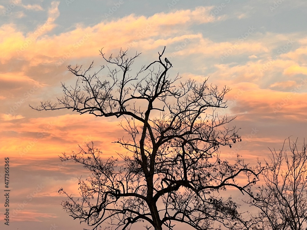 silhouette of a tree at sunset silhouette of a tree at sunset