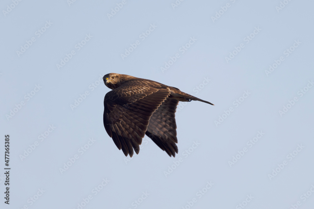 Common Buzzard Buteo buteo in flight on blue sky Common Buzzard Buteo buteo in flight on blue sky