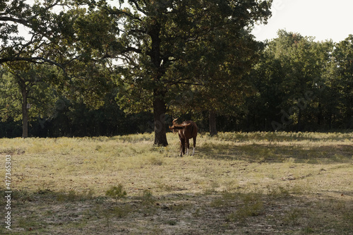 Sorrel horse in North Texas farm field far away. © ccestep8
