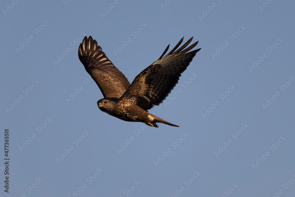 Common Buzzard Buteo buteo in flight on blue sky Common Buzzard Buteo buteo in flight on blue sky