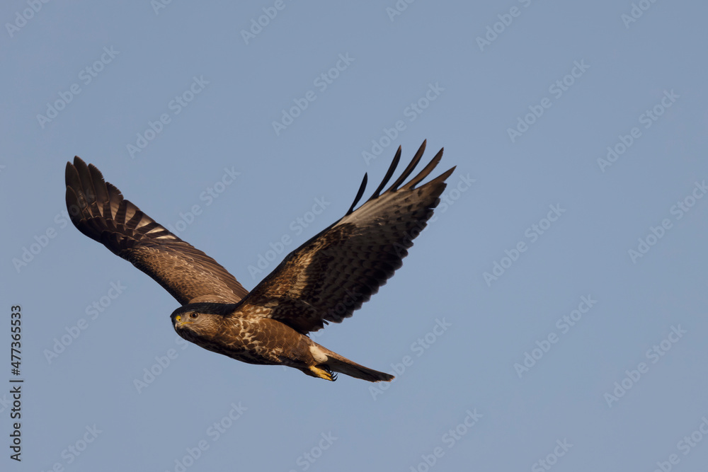 Fototapeta premium Common Buzzard Buteo buteo in flight on blue sky