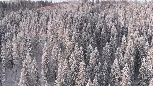 Winter in the mountains. Forest in the snow. Shooting from a quadcopter.