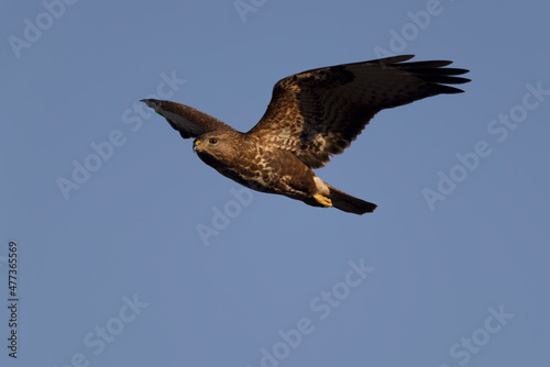 Common Buzzard Buteo buteo in flight on blue sky photo