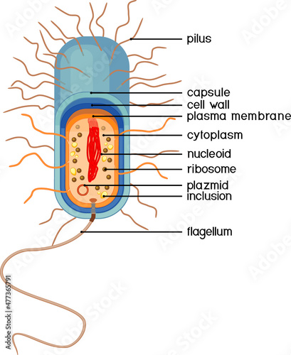 Bacterial cell structure. Prokaryotic cell with nucleoid, flagellum, plazmid and other organelles