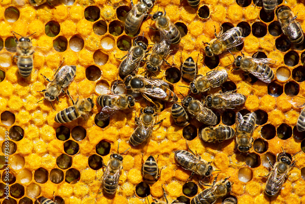 Queen Bee moves on honeycombs Young Queen bee begins to lay eggs in the ...