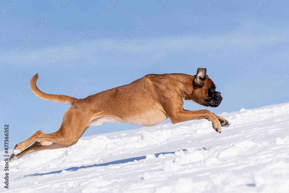 rennender Boxer im Schnee