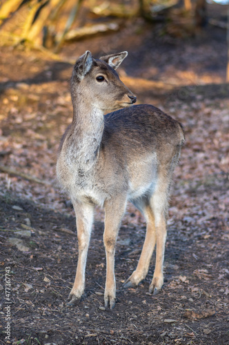 Dama European fallow deer brown color wild ruminant mammal on pasture in autumn winter time, beautiful woodland animal © Iva