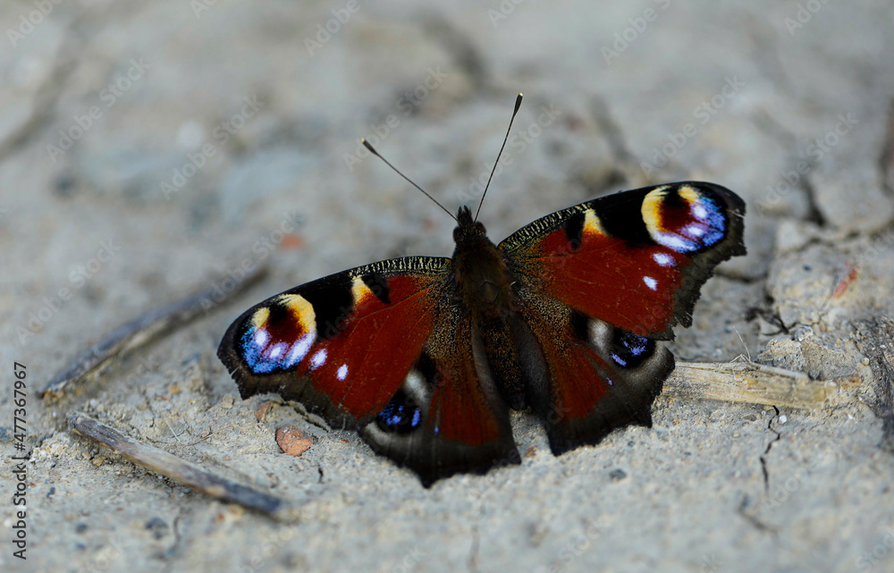 butterfly on the ground butterfly on the ground