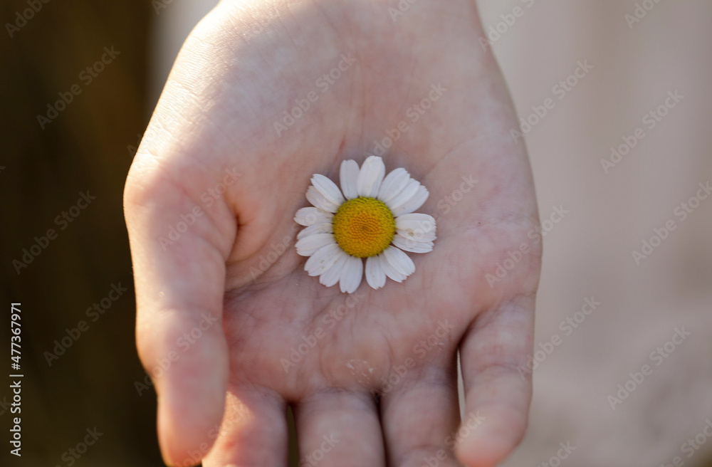 Hand holding a daisy. Hand flowers. Photo. Sensual. Hand holding a daisy. Hand flowers. Photo. Sensual.