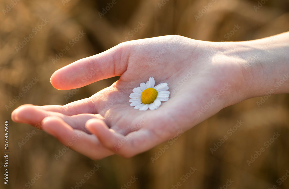 hand holding chamomile