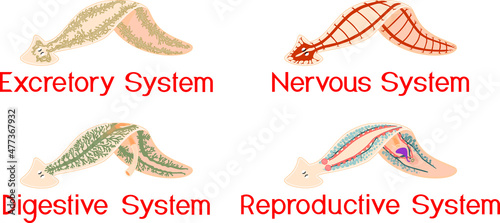 Nervous, Reproductive, Digestive and Excretory system of planaria (flatworm) isolated on white background