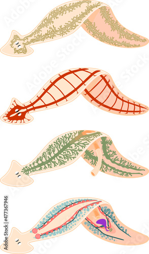 Nervous, Reproductive, Digestive and Excretory system of planaria (flatworm) isolated on white background photo