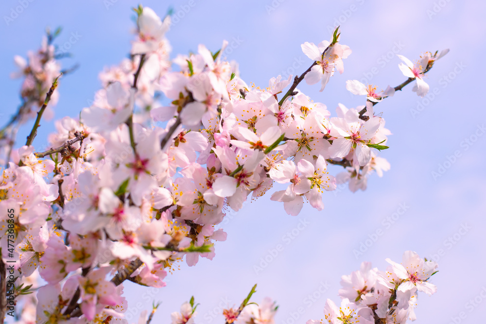 Sakura flowers on swaying branches beautiful delicate white-pink flowers against the sky. Natural spring background. Selective focus. Sakura flowers on swaying branches beautiful delicate white-pink flowers against the sky. Natural spring background. Selective focus.