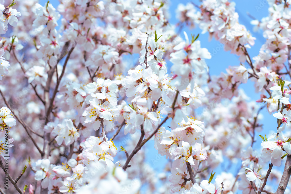 Delicate branches of flowering fruit trees with white, abundant sakura flowers. Spring beauty of nature. Delicate branches of flowering fruit trees with white, abundant sakura flowers. Spring beauty of nature.
