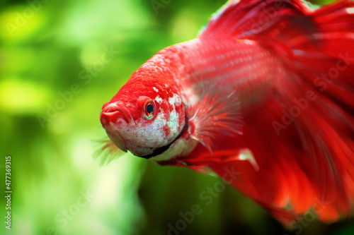 Siamese fighting fish, Betta splendens commonly known as the betta, is a freshwater fish in the aquarium. Animal aquascaping close up photography with a soft focus gradient blurred background