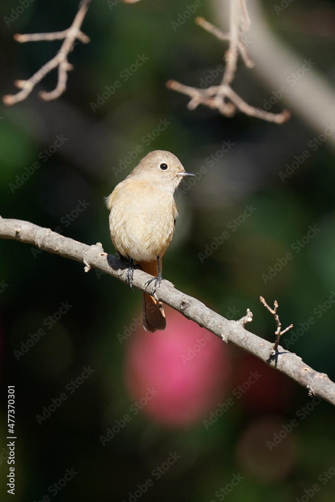 daurian redstart in the forest daurian redstart in the forest