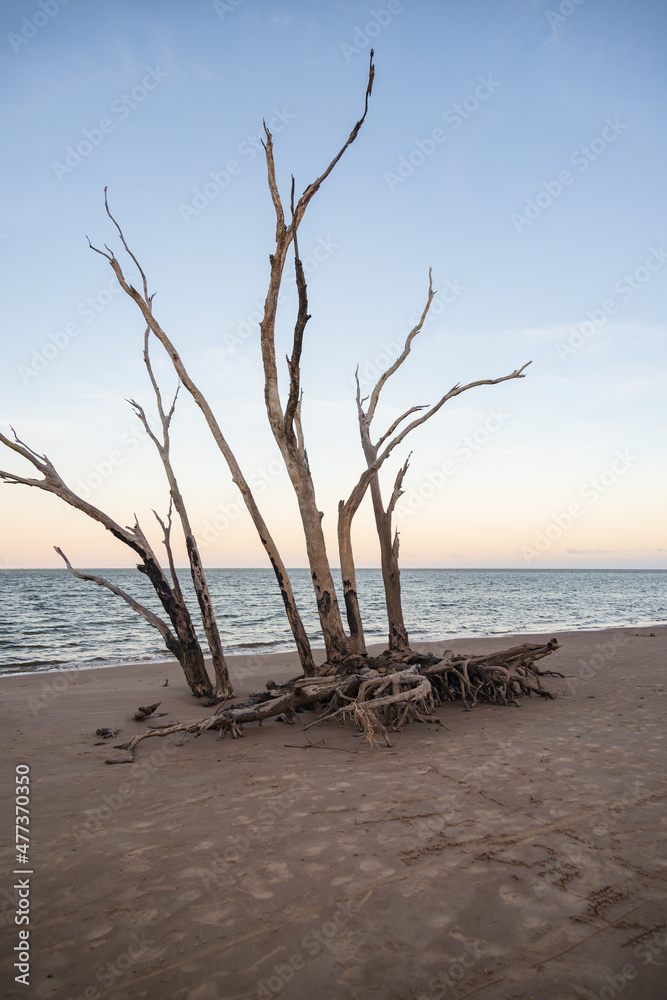 Large bare trees and driftwood on the beach
